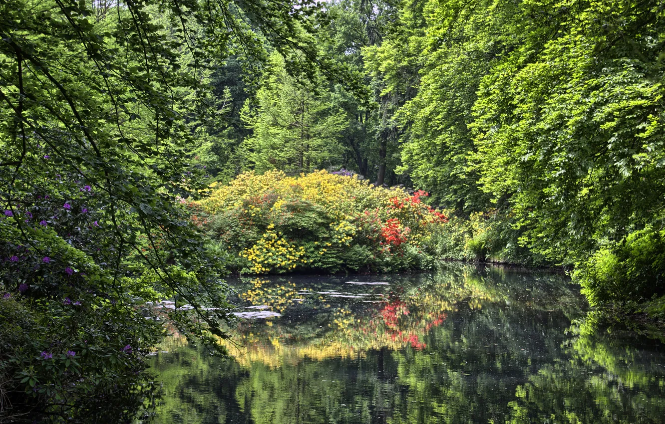 Фото обои Природа, Деревья, Германия, Пруд, Парки, Rhododendron-Park Bremen