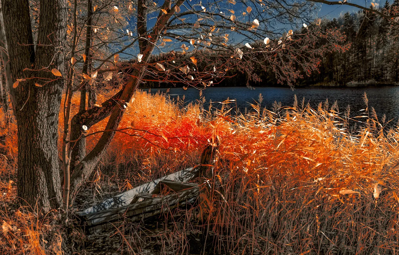 Фото обои осень, трава, пейзаж, природа, озеро, дерево, лодка, леса