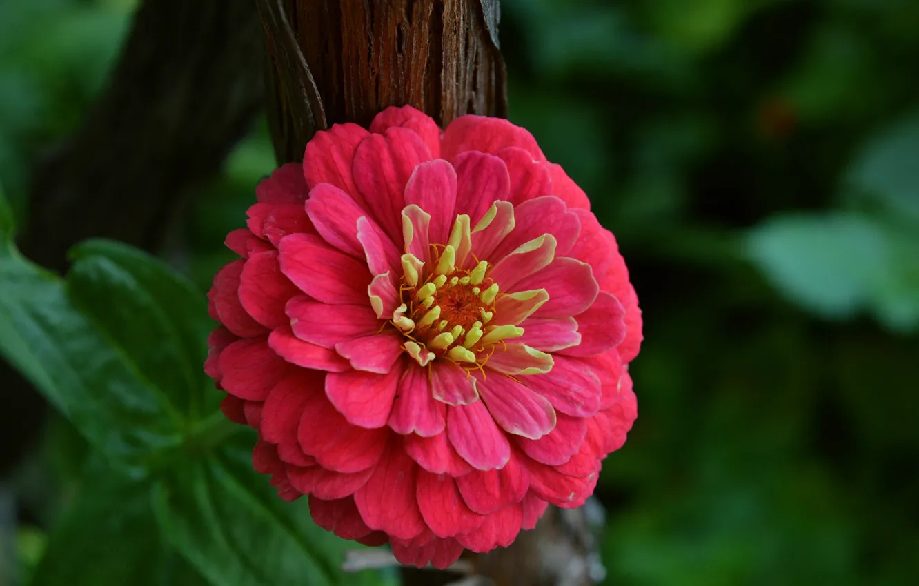 Фото обои макро, macro, красный цветок, Red flower