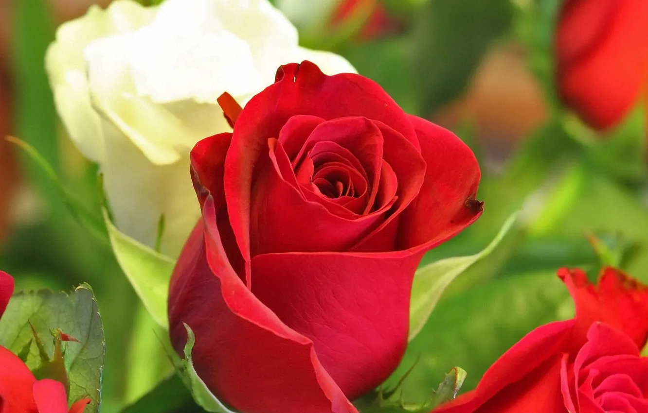 Фото обои розы, красные, бутоны