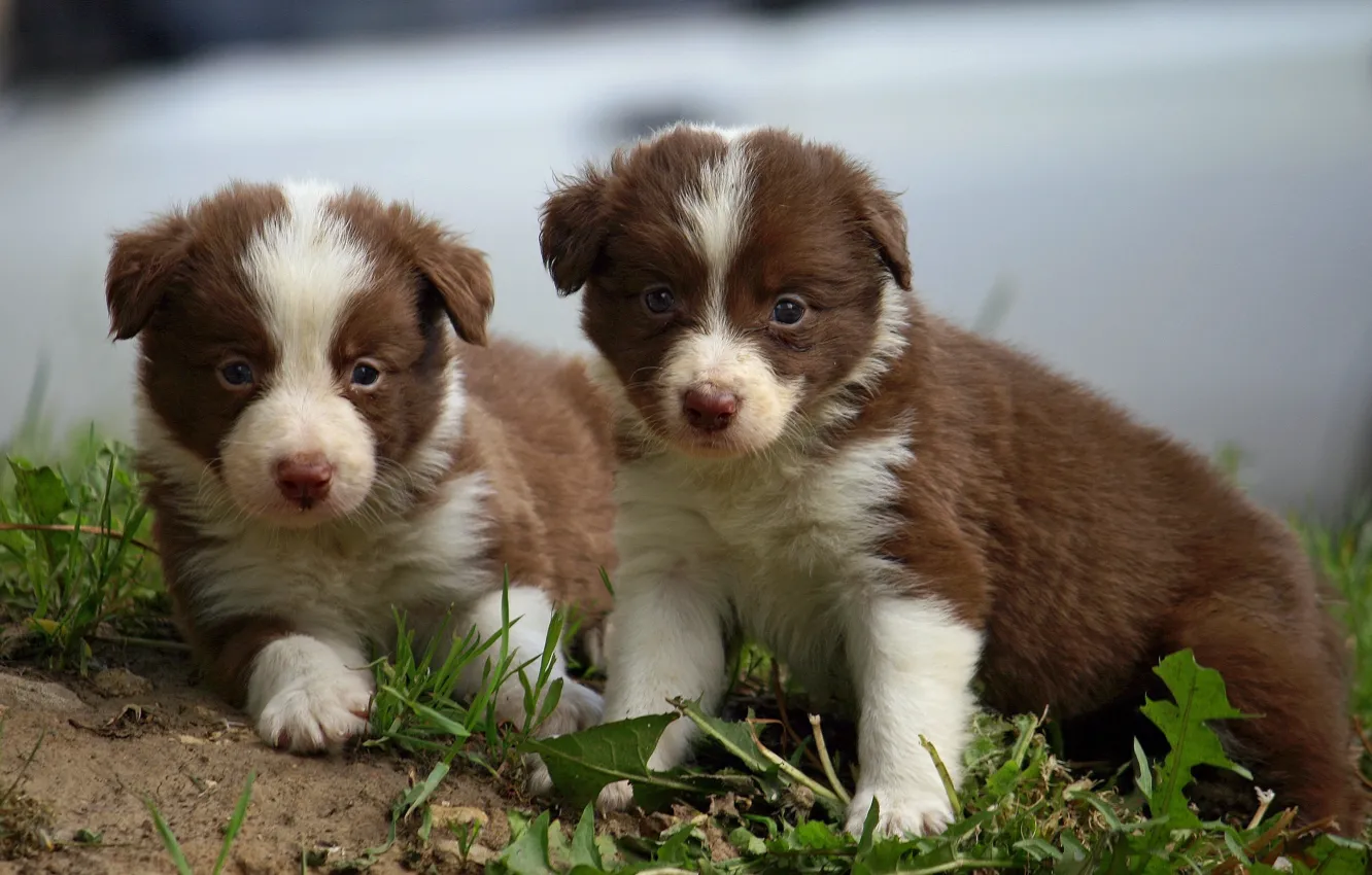 Фото обои щенок, малыши, бордер-колли