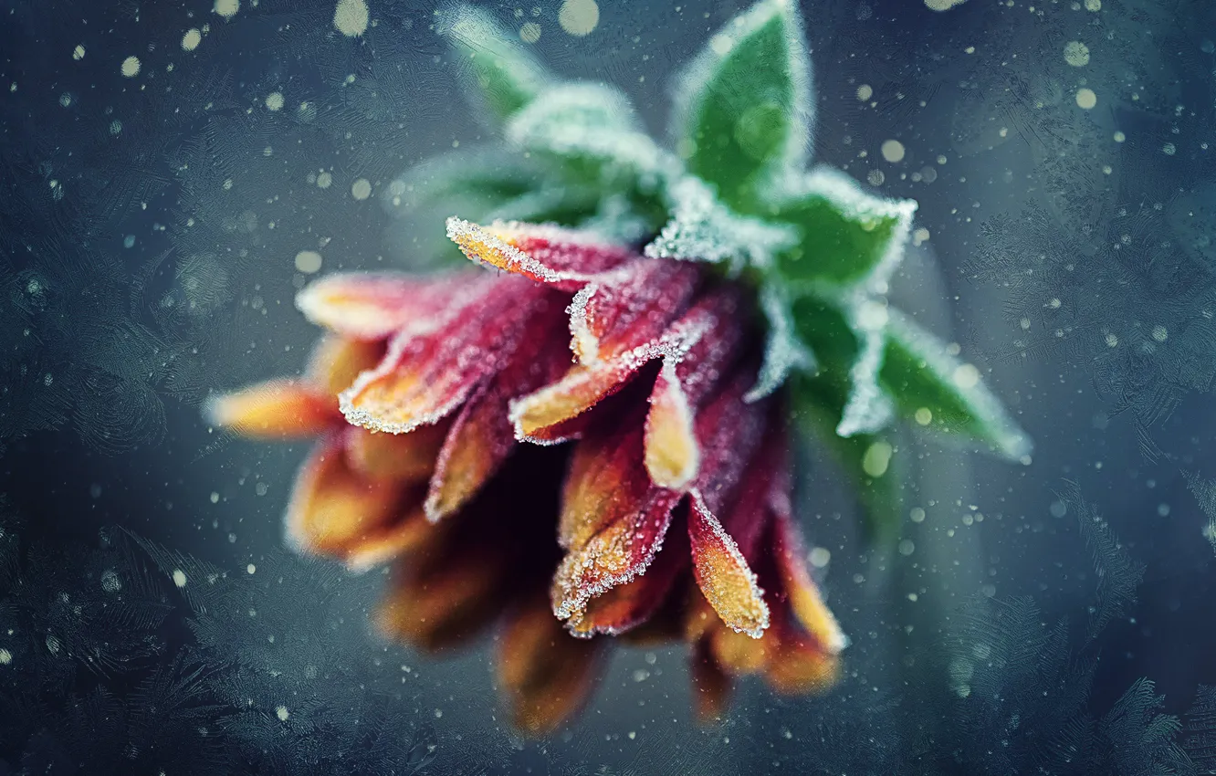 Фото обои иней, цветок, узоры, мороз, боке