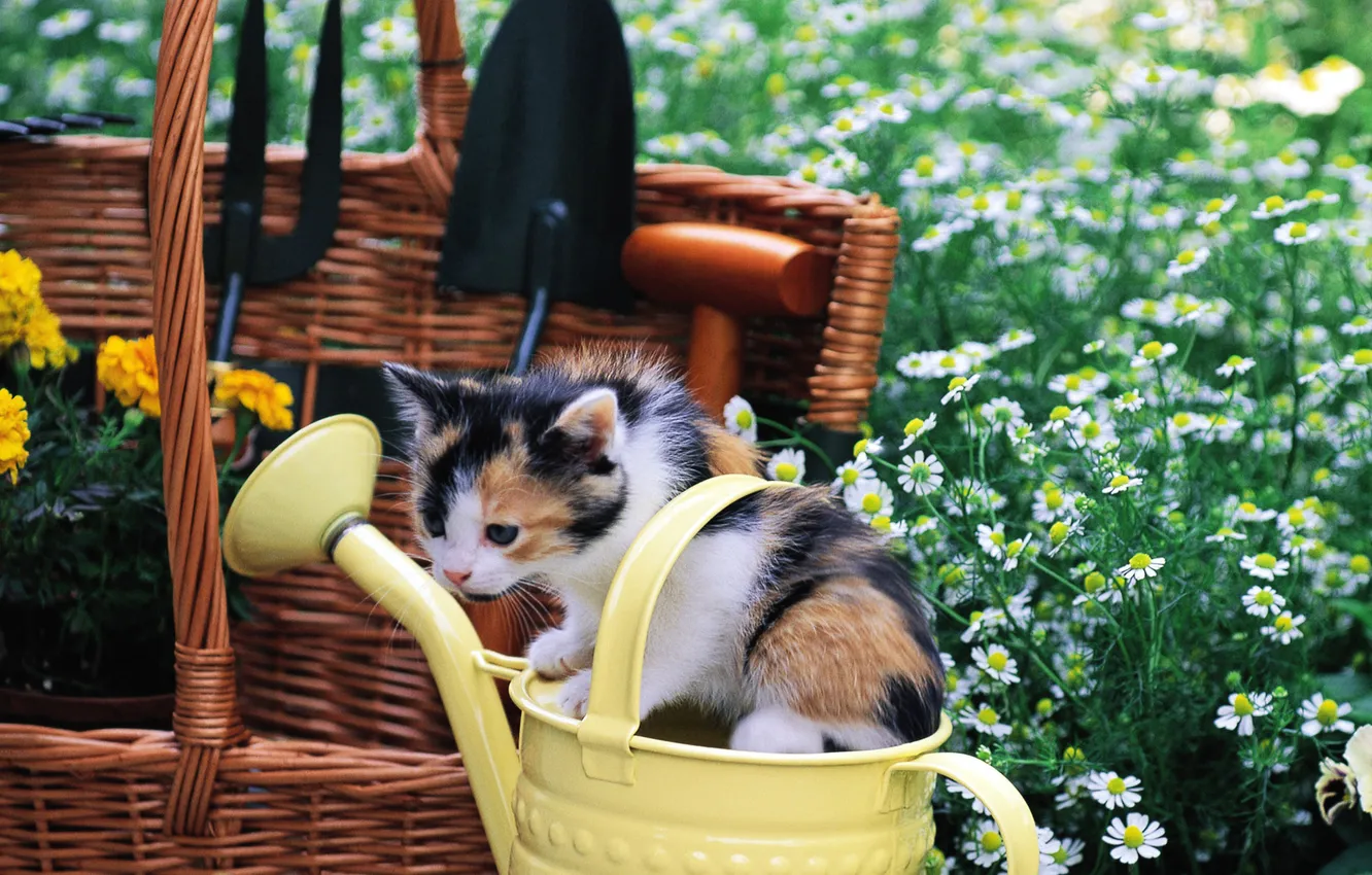 Фото обои кошка, трава, кот, цветы, котенок, корзина, киска, лейка