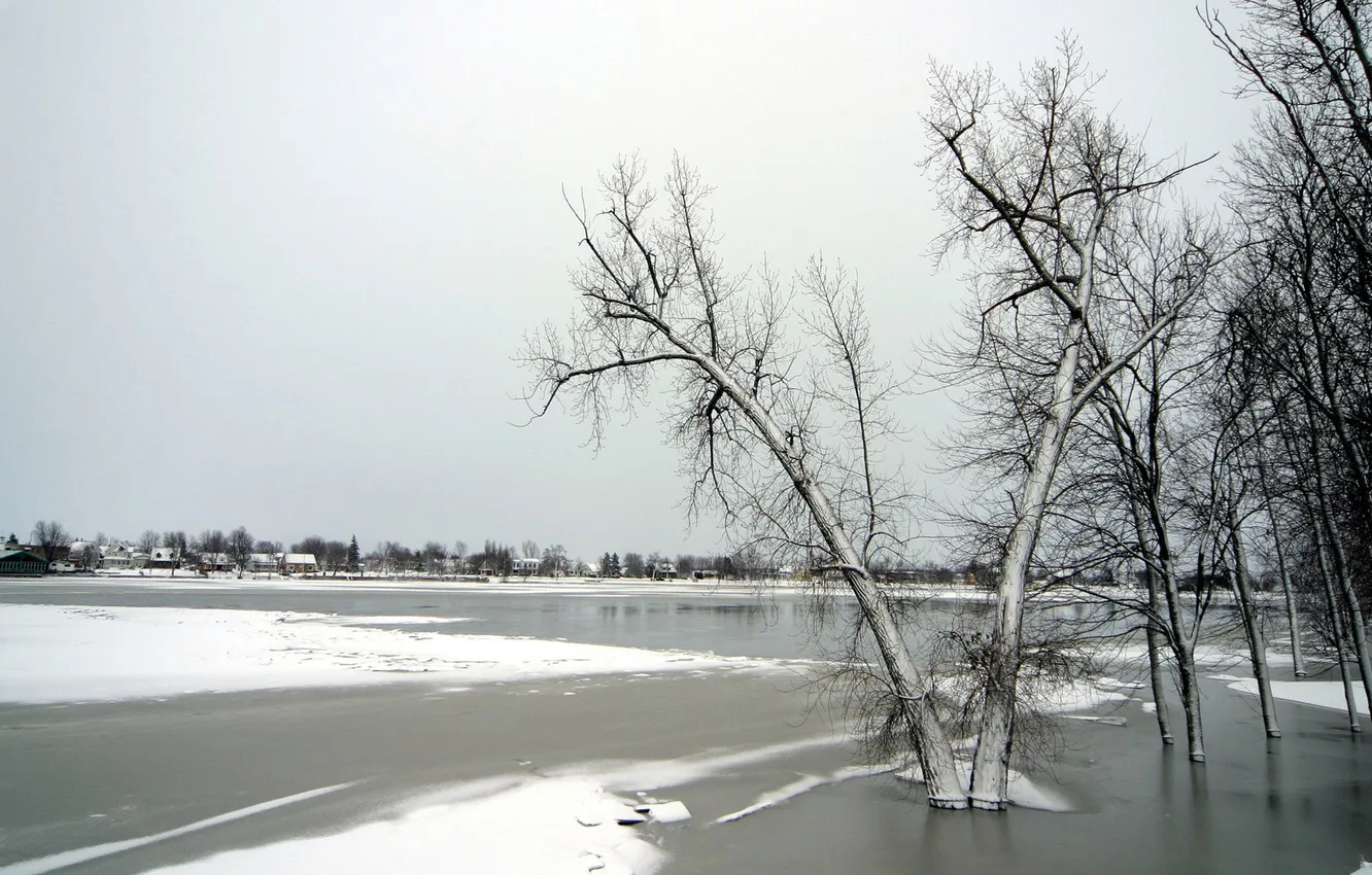 Фото обои снег, деревья, лёд
