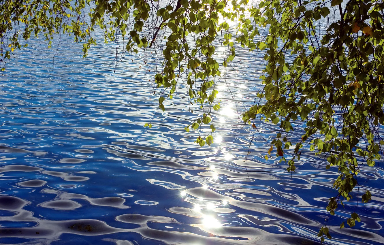 Фото обои листья, вода, солнце, свет, ветки, река