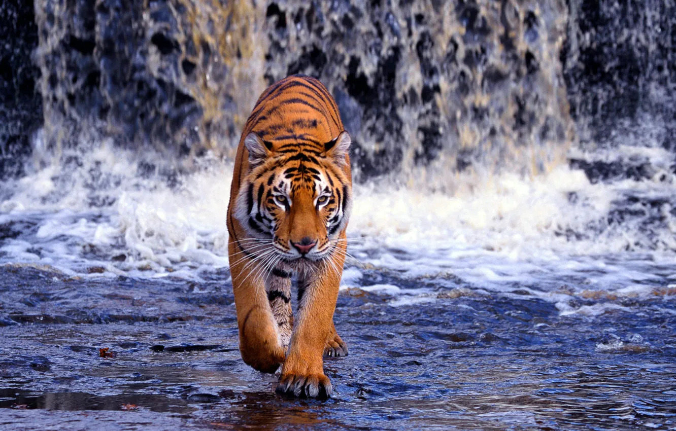 Фото обои вода, водопад, хищник, Бенгальский тигр