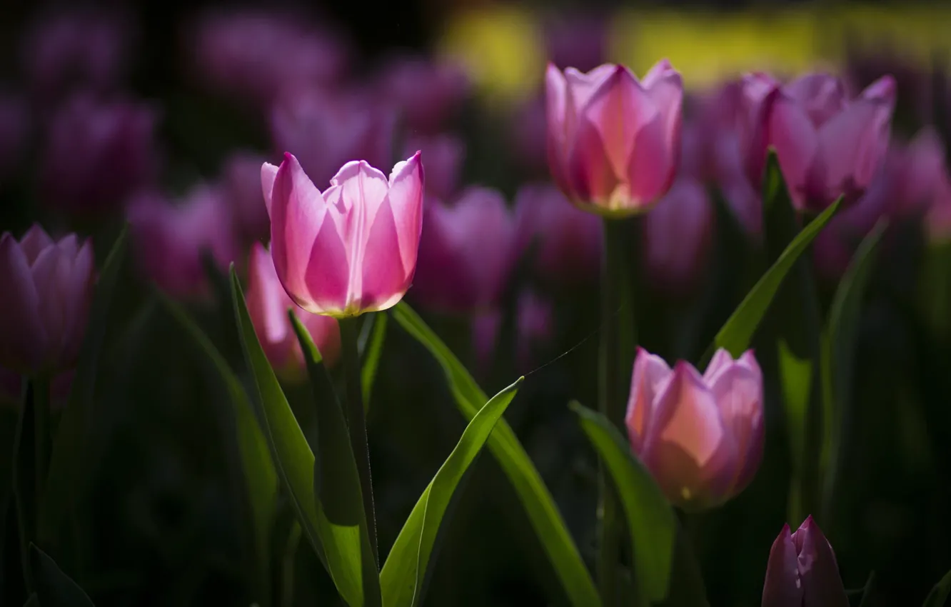 Фото обои цветы, весна, тюльпаны, розовые, клумба