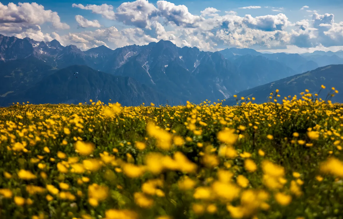 Фото обои поле, цветы, горы, желтые, луг