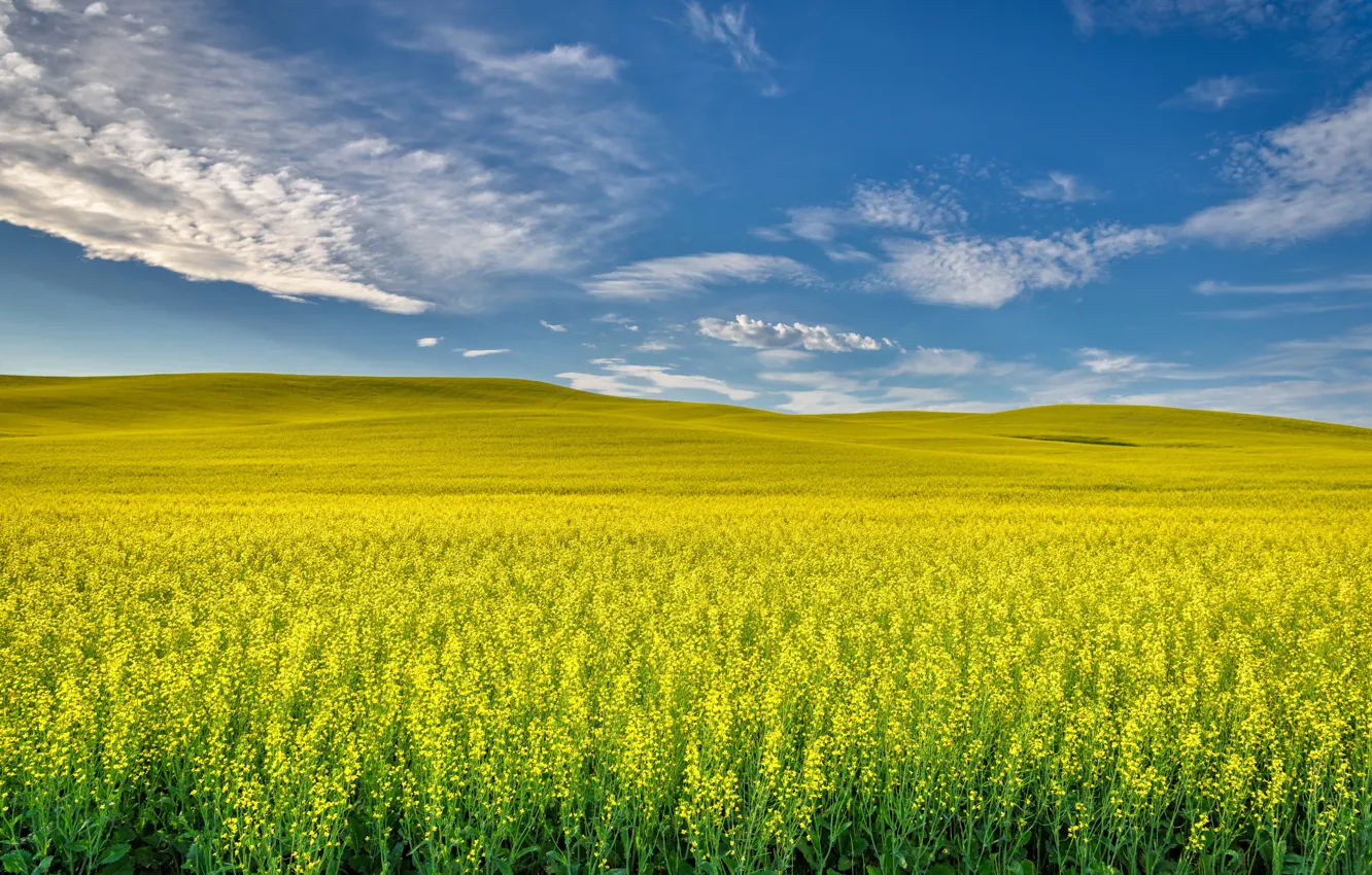 Фото обои поле, холмы, цветение, рапс