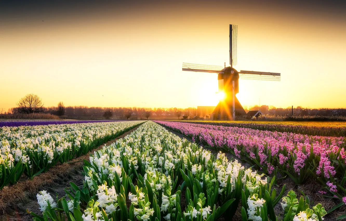 Фото обои лучи, закат, цветы, Нидерланды, плантация, гиацинты, ветряная мельница