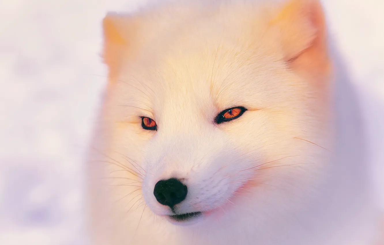 Фото обои зима, свет, песец, полярная лисица