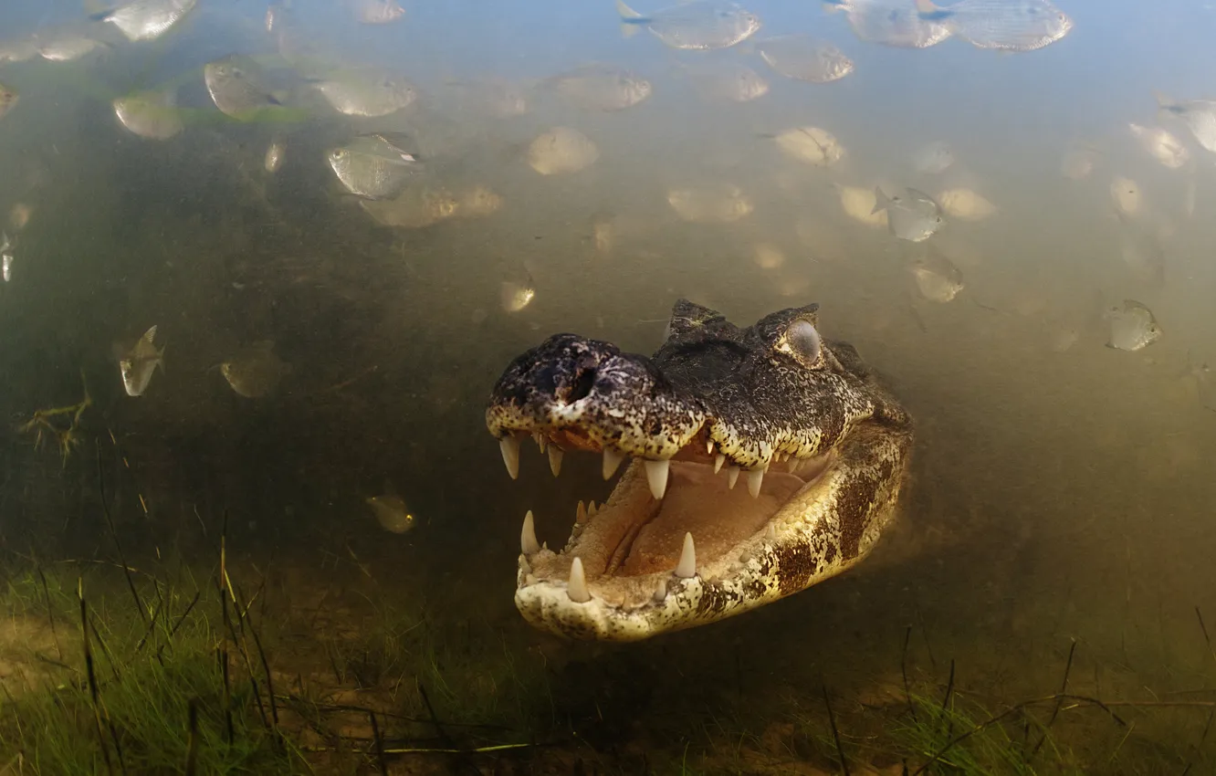 Фото обои Brazil, Brasil, River, Caiman, Alligator, Pantanal, Mato Grosso, Fishes