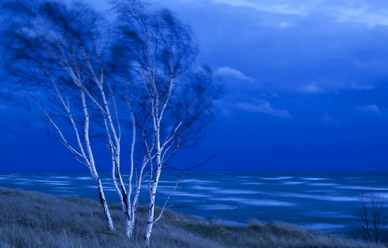 Фото обои море, небо, деревья, тучи, ветер, вечер, березы