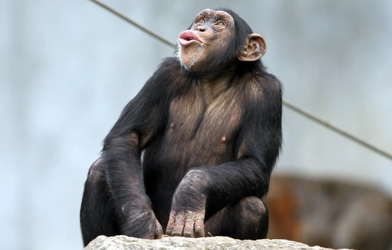 Фото обои природа, обезьяна, примат, pygmy chimpanzee
