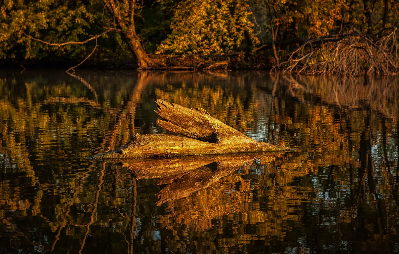 Фото обои осень, лес, деревья, озеро, пруд, отражение, коряга