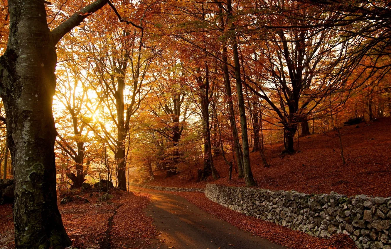 Фото обои листопад, осенние деревья, асфальтовая дорога