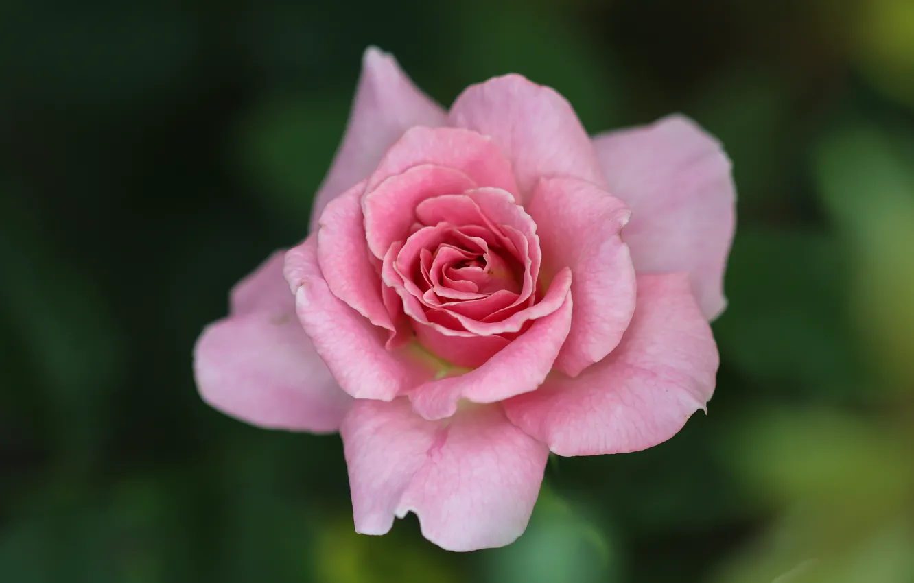Фото обои фон, розовая, роза