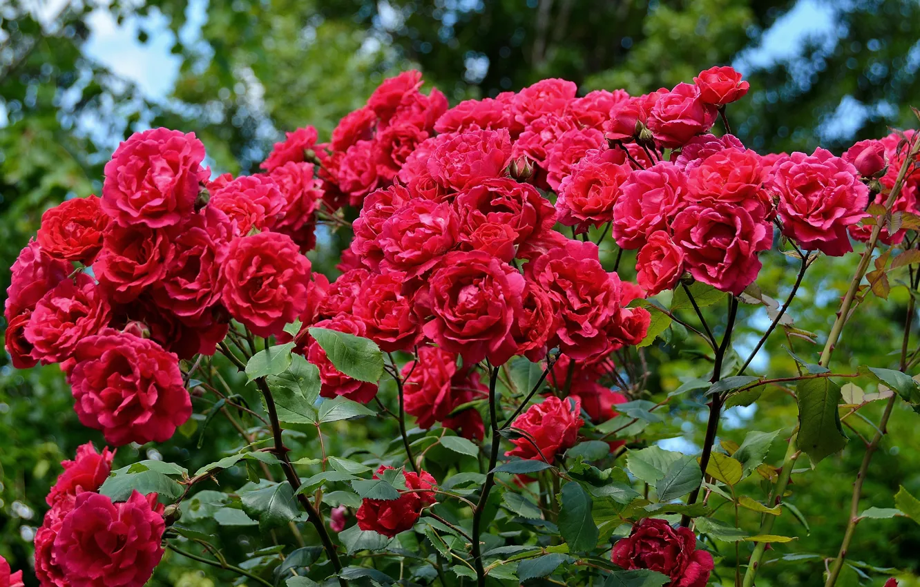 Фото обои Куст, Красные, Розы, Красные розы, Red roses