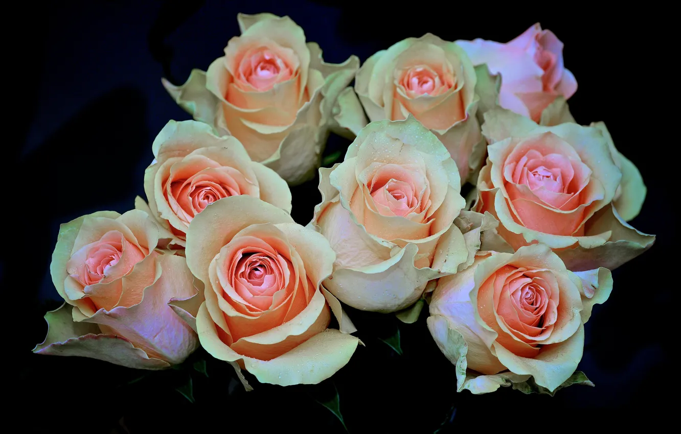 Фото обои цветы, розы, букет, розовые, черный фон, бутоны