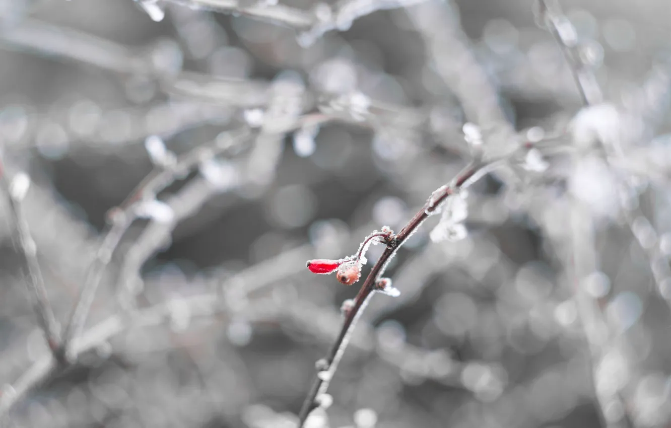 Фото обои холод, зима, иней, белый, макро, снег, красный, ягоды