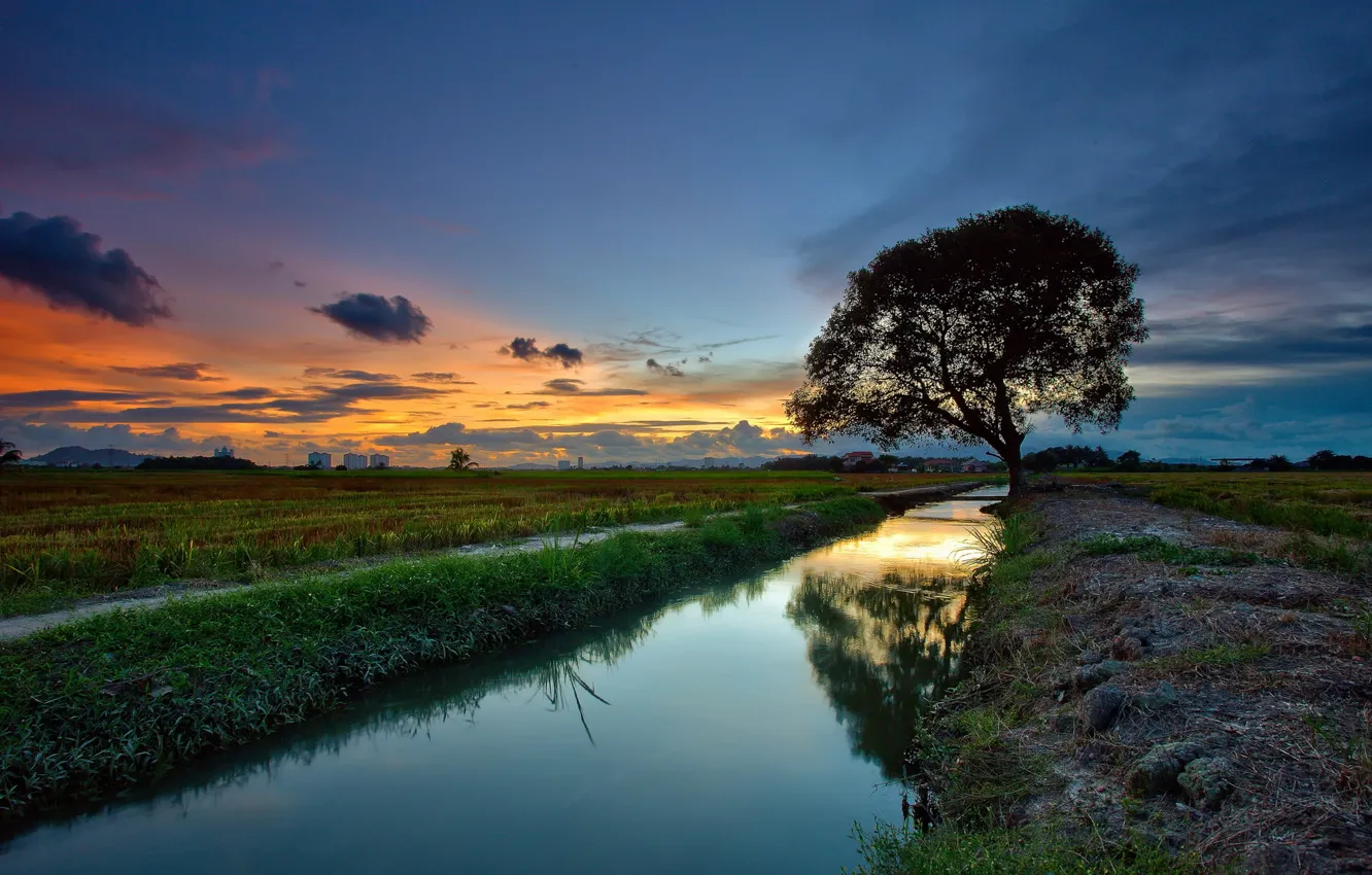 Фото обои пейзаж, закат, река, дерево