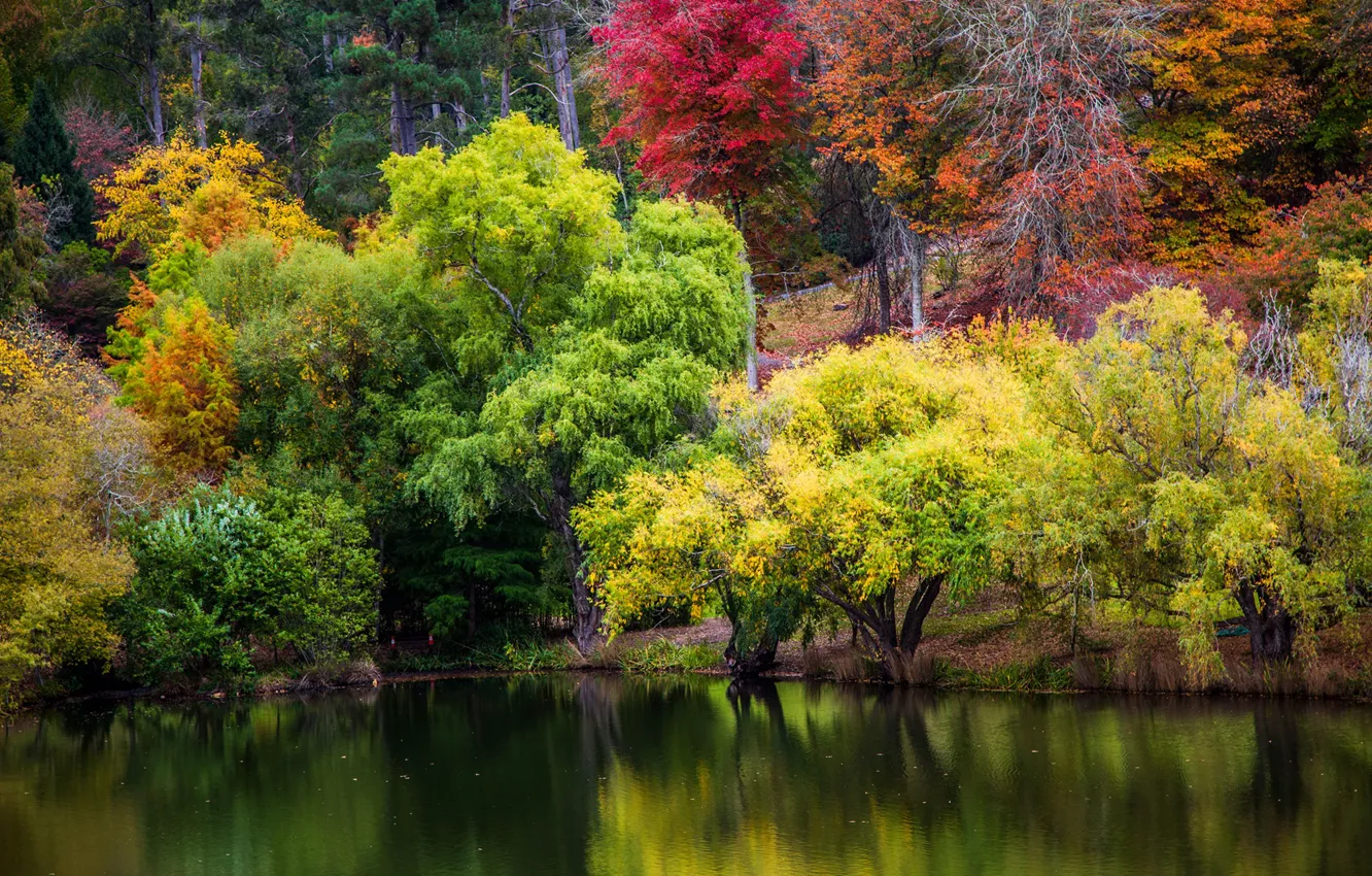 Фото обои осень, деревья, пруд, парк, Австралия, Mount Lofty Botanic Garden