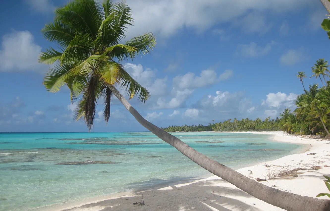 Фото обои песок, море, пляж, тропики, пальма