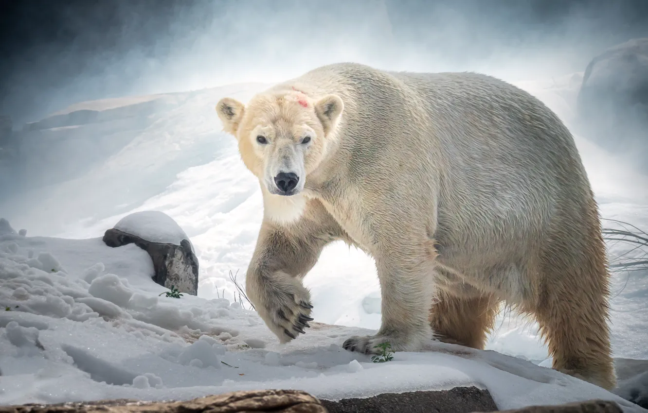 Фото обои снег, хищник, белый медведь