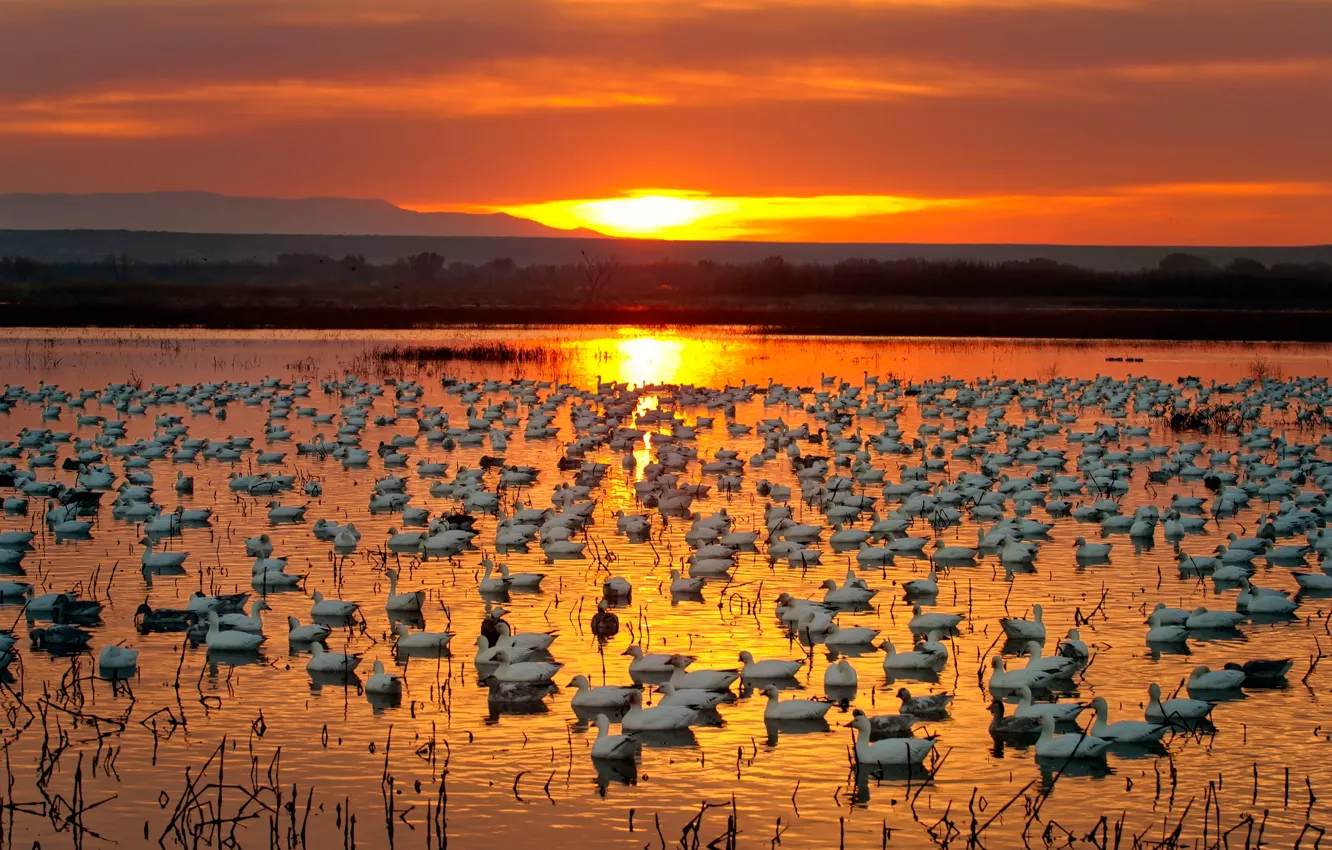 Фото обои закат, река, гуси, Golden Geese