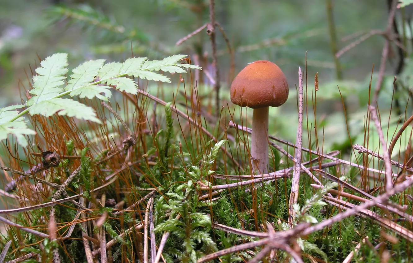 Фото обои лес, лето, гриб, природа macro