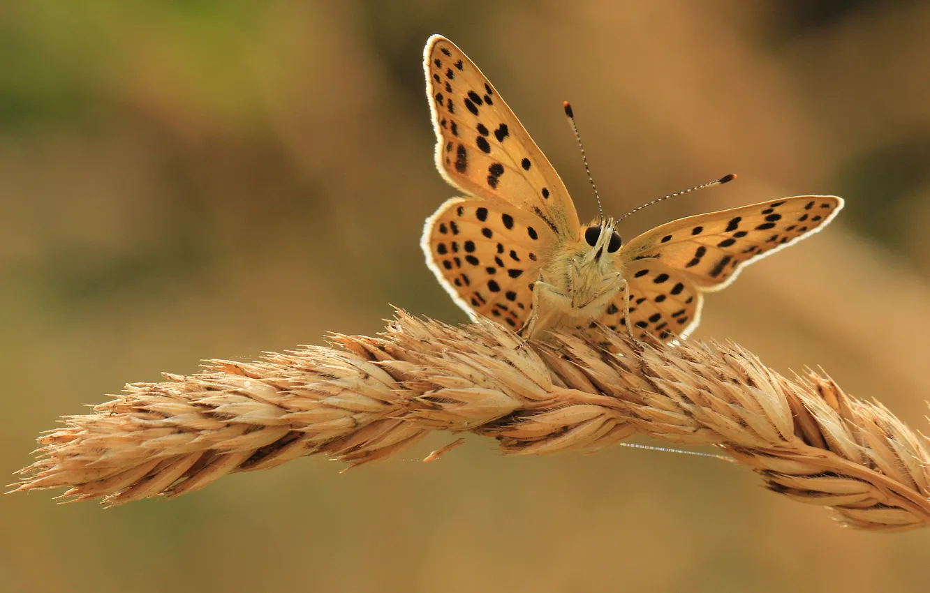 Фото обои фон, бабочка, колос