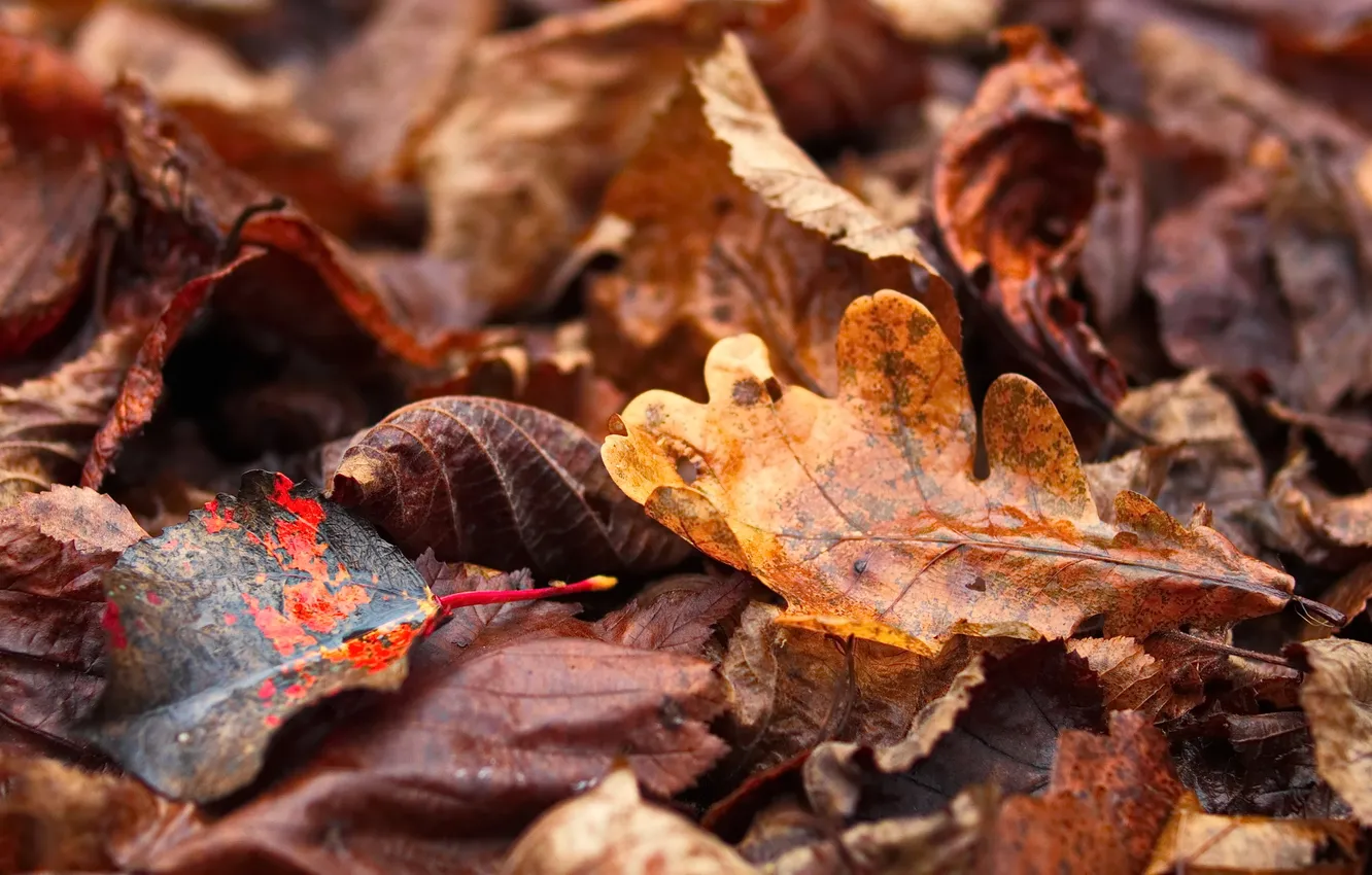 Фото обои sunset, autumn, leaves