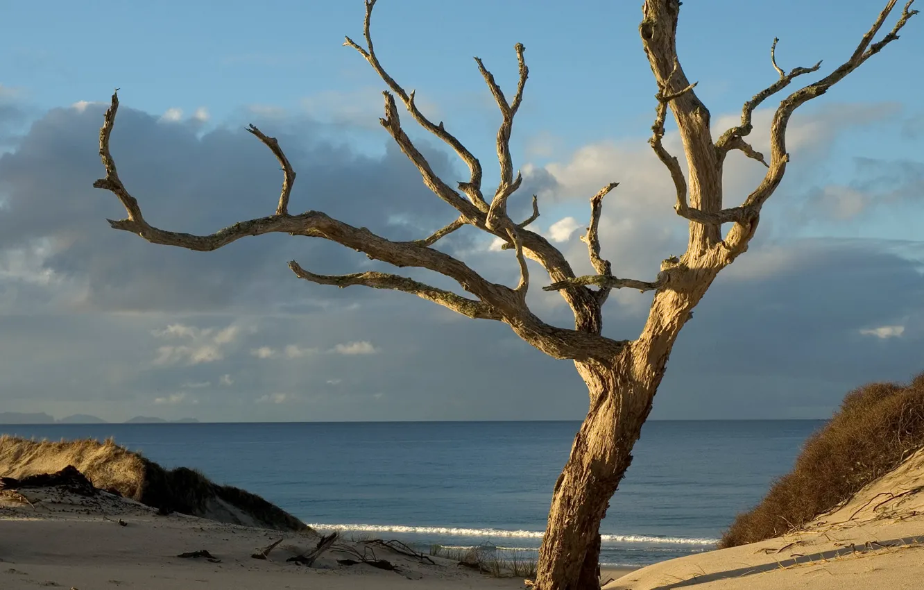 Фото обои дерево, Новая Зеландия, пески
