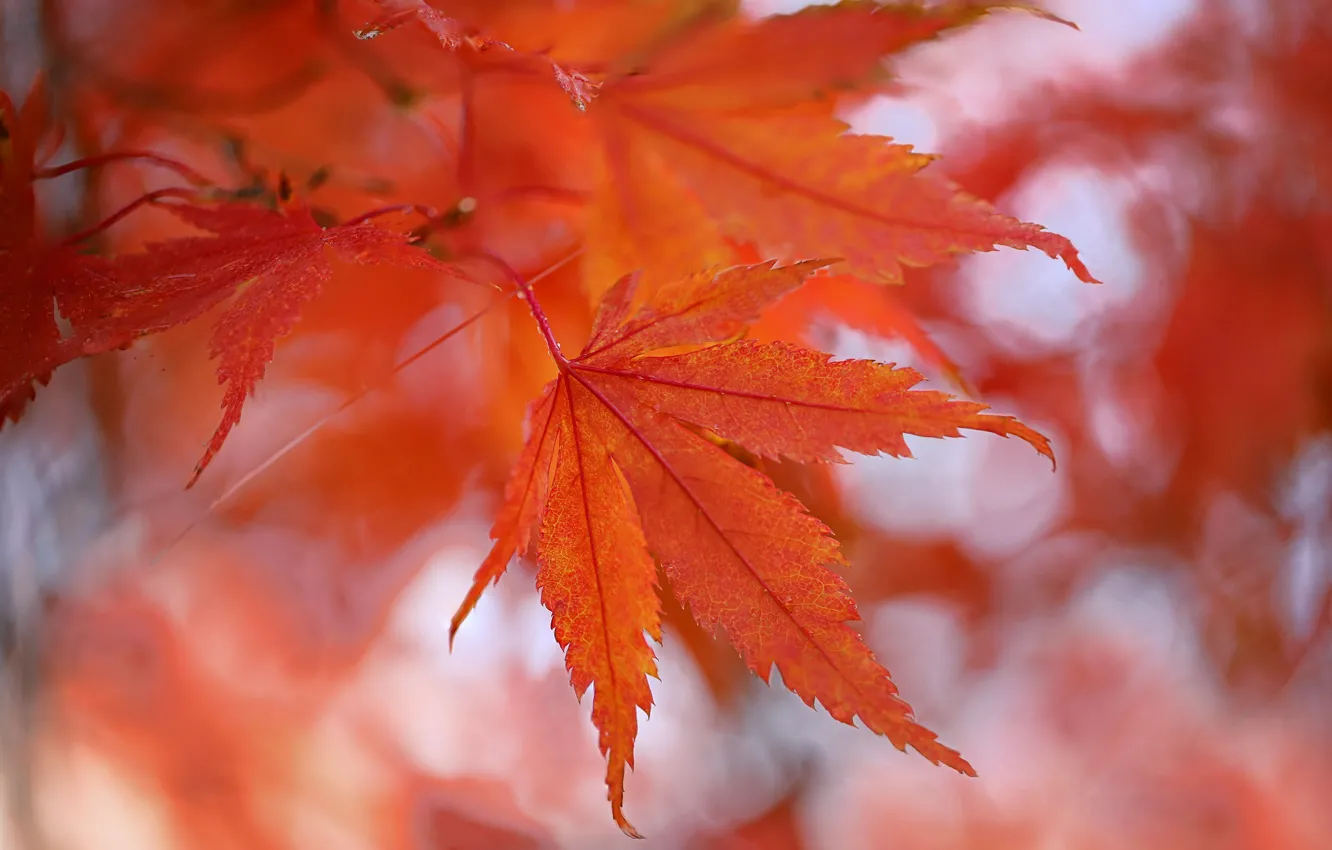 Фото обои осень, листья, клён, багрянец