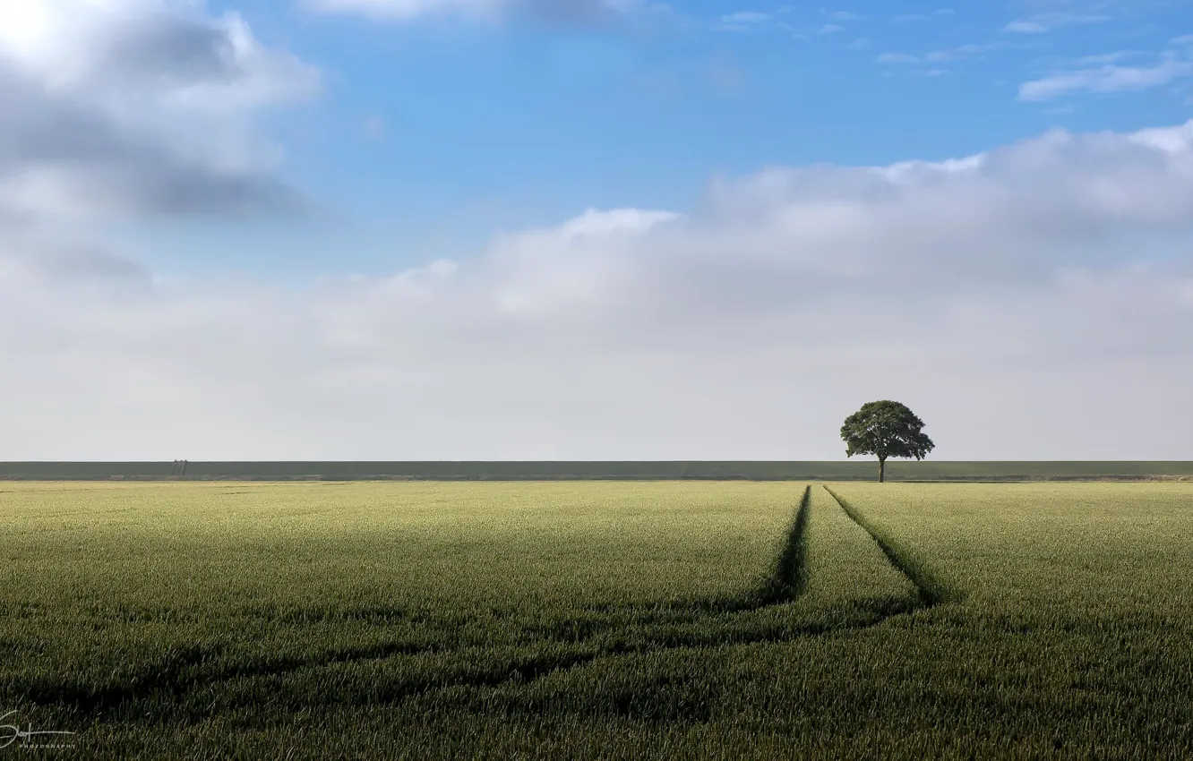 Фото обои поле, деревья, природа