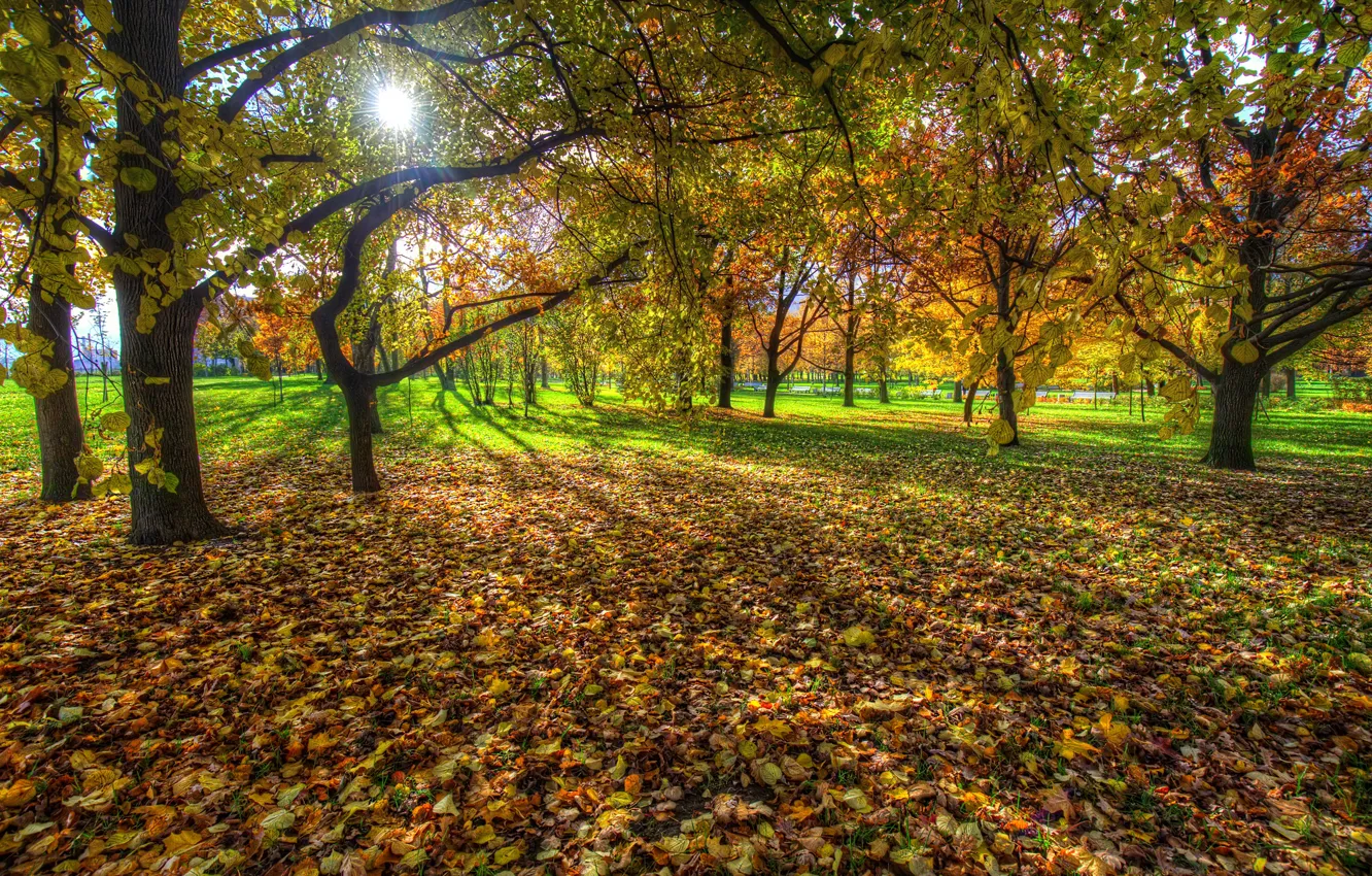 Фото обои осень, листья, солнце, деревья, ветки, парк, листва, HDR
