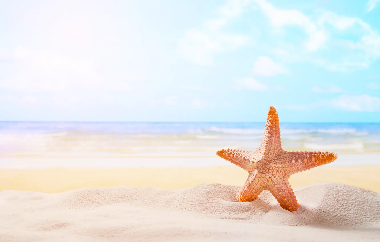 Фото обои песок, море, пляж, звезда, summer, beach, sea, sand