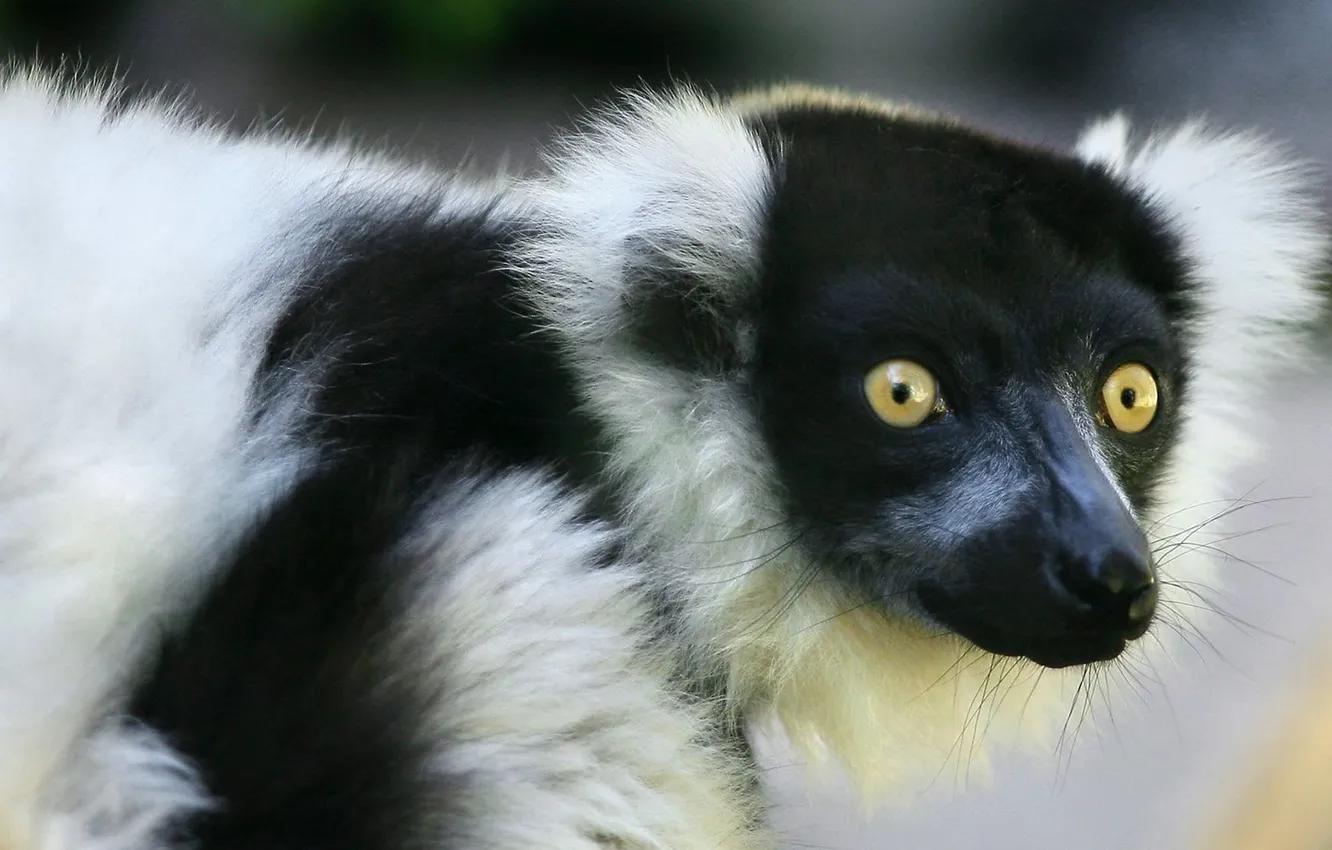 Фото обои взгляд, морда, лемур, lemur