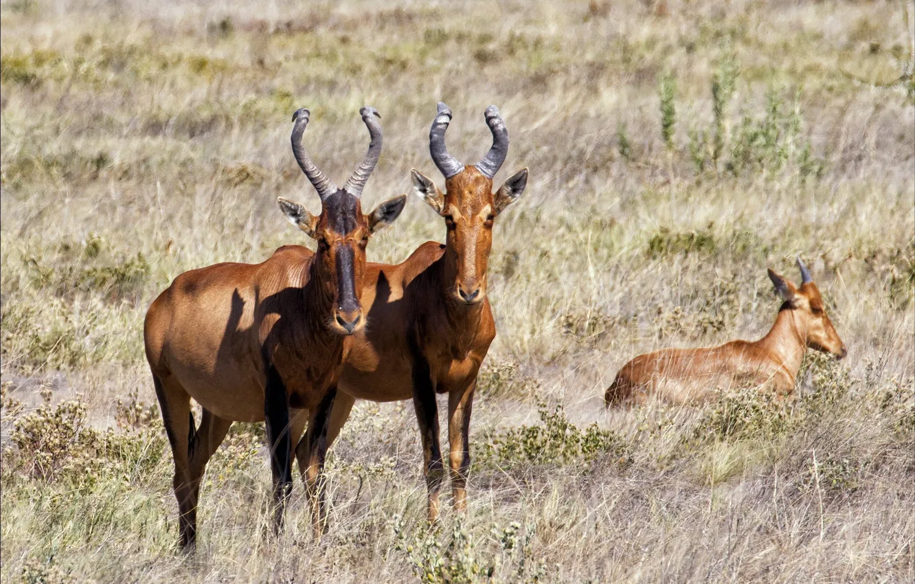 Фото обои трава, саванна, сухая, семейство, антилопы