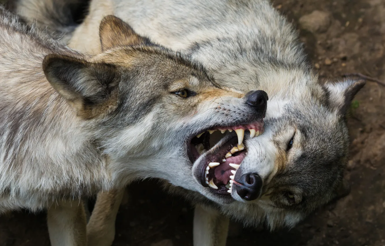 Фото обои хищники, пасть, клыки, волки