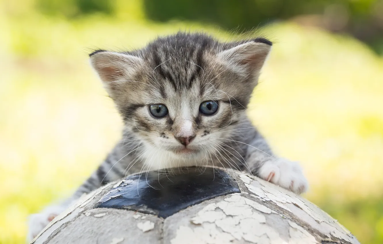Фото обои cat, blue eyes, ball