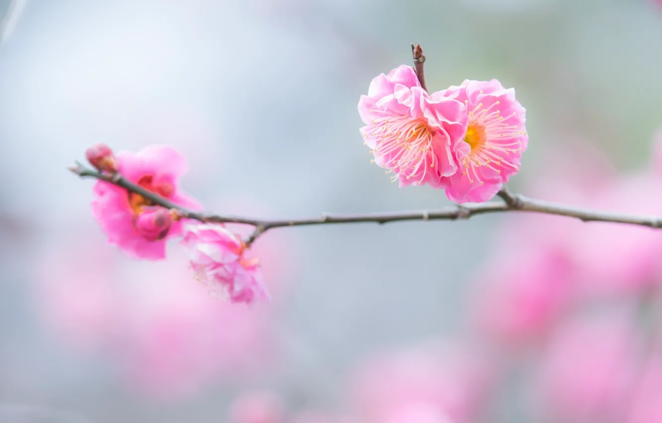 Фото обои макро, цветы, веточка, розовый, нежность, ветка, весна, цветение