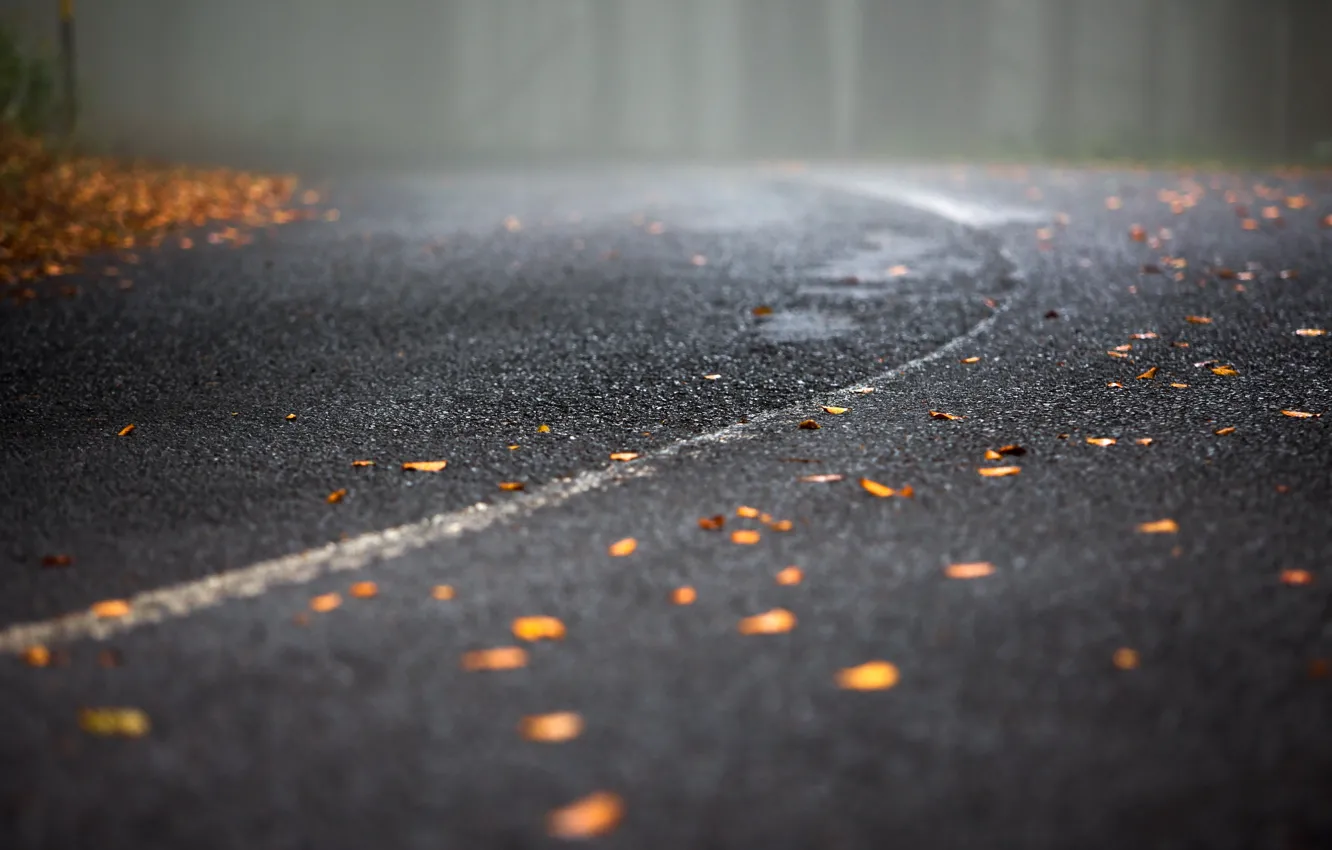 Фото обои дорога, листья, туман
