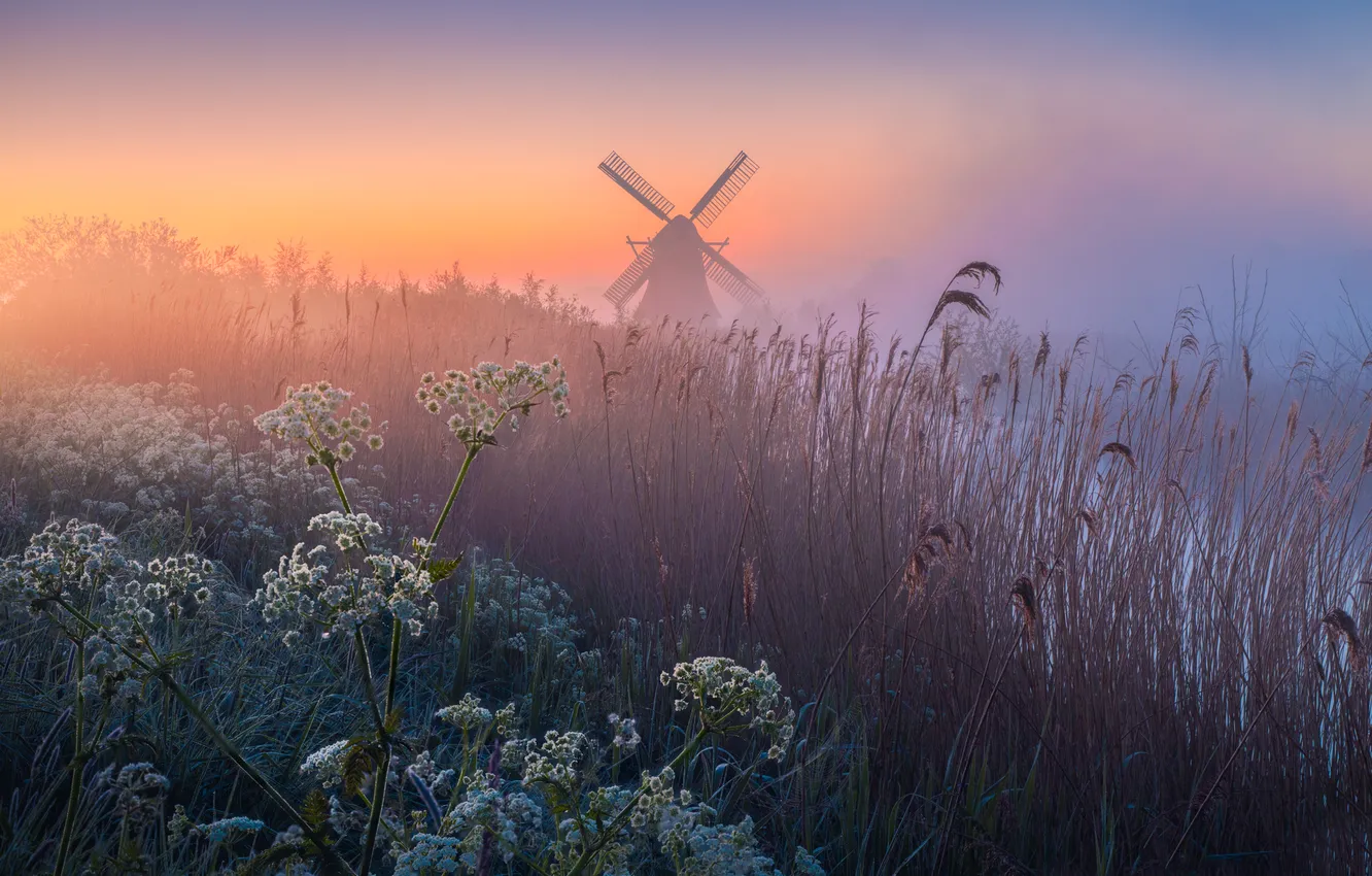 Фото обои туман, река, рассвет, утро, мельница, камыш, Нидерланды, Netherlands