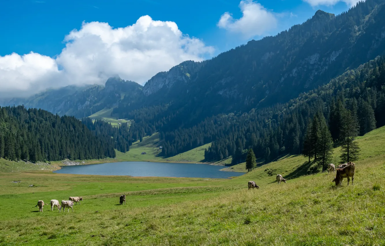 Фото обои горы, коровы, Альпы, пастбище, луг, стадо