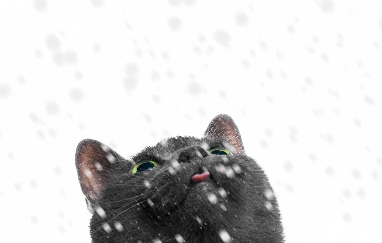 Фото обои кошка, взгляд, снег