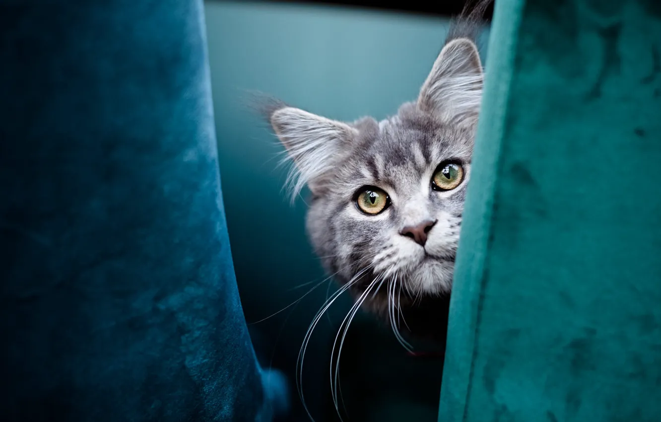 Фото обои кошка, кот, взгляд, поза, серый, портрет, кресло, мордашка