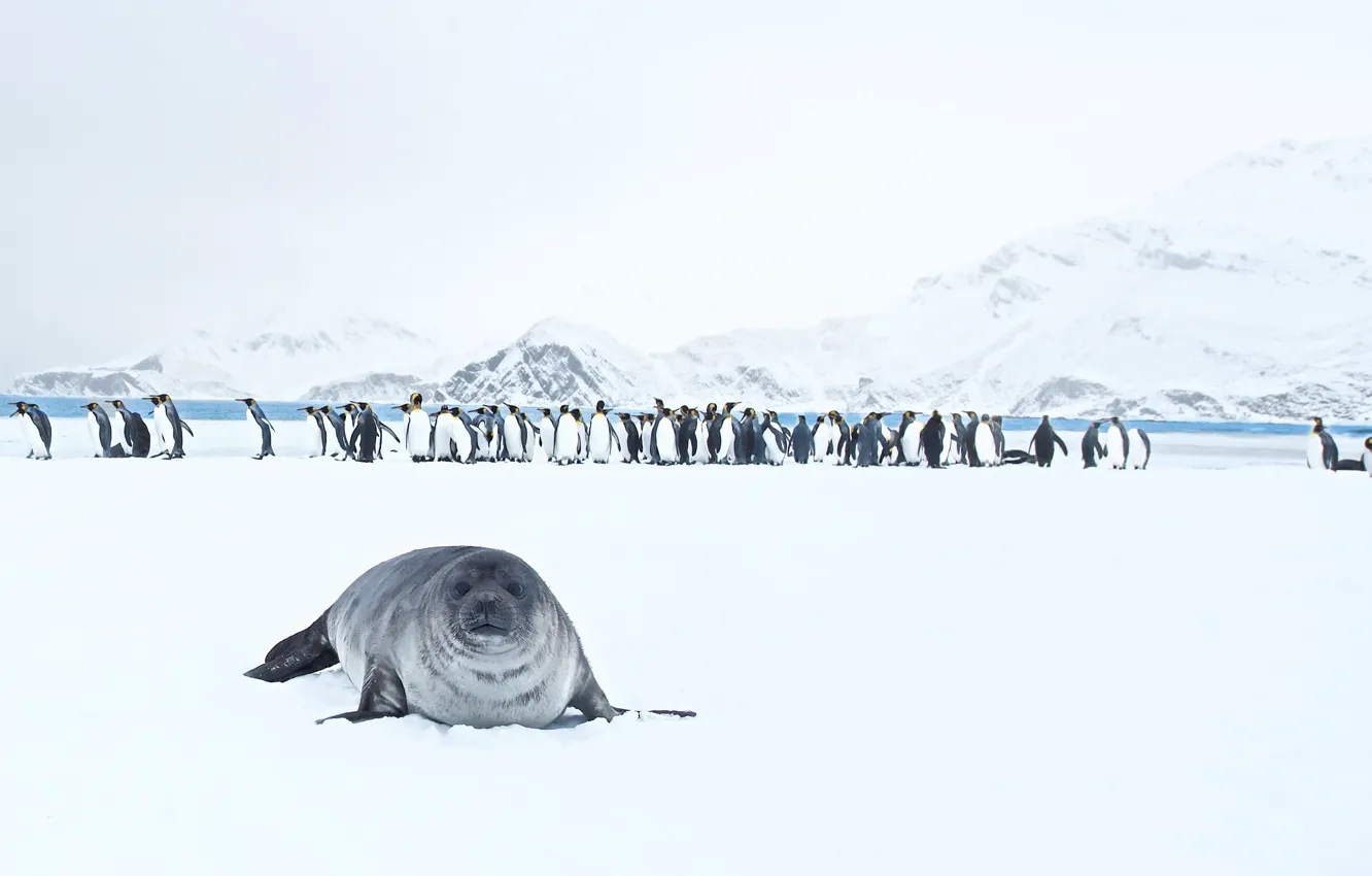Фото обои природа, King Penguins, Seal