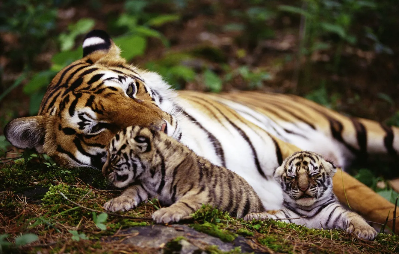 Фото обои животные, природа, тигр, animals, nature, tigers