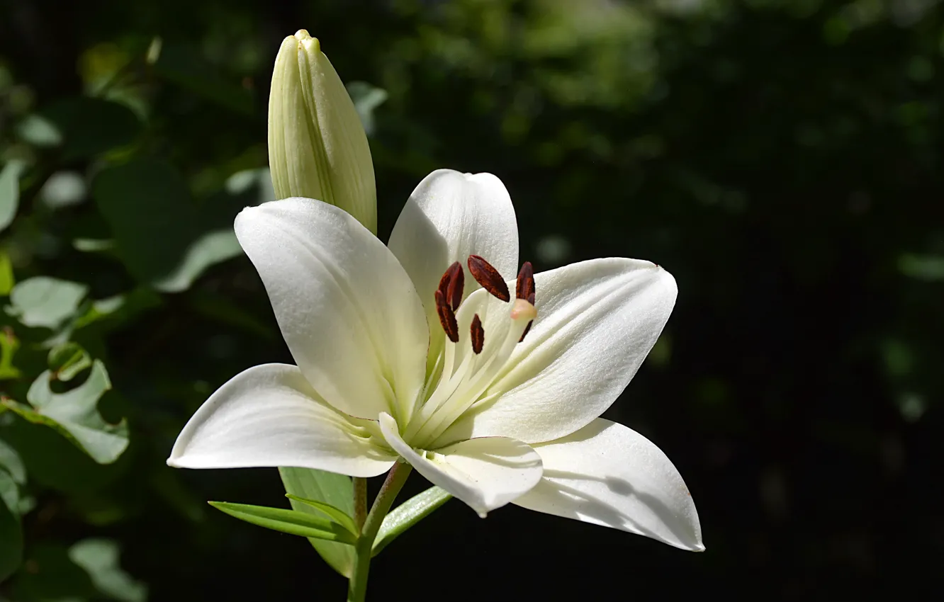 Фото обои Макро, Macro, White lily, Белая лилия